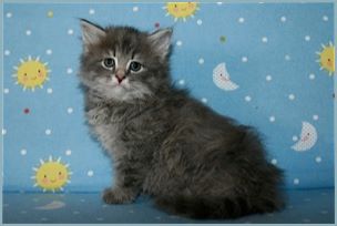 Male Siberian Kitten from Deedlebug Siberians